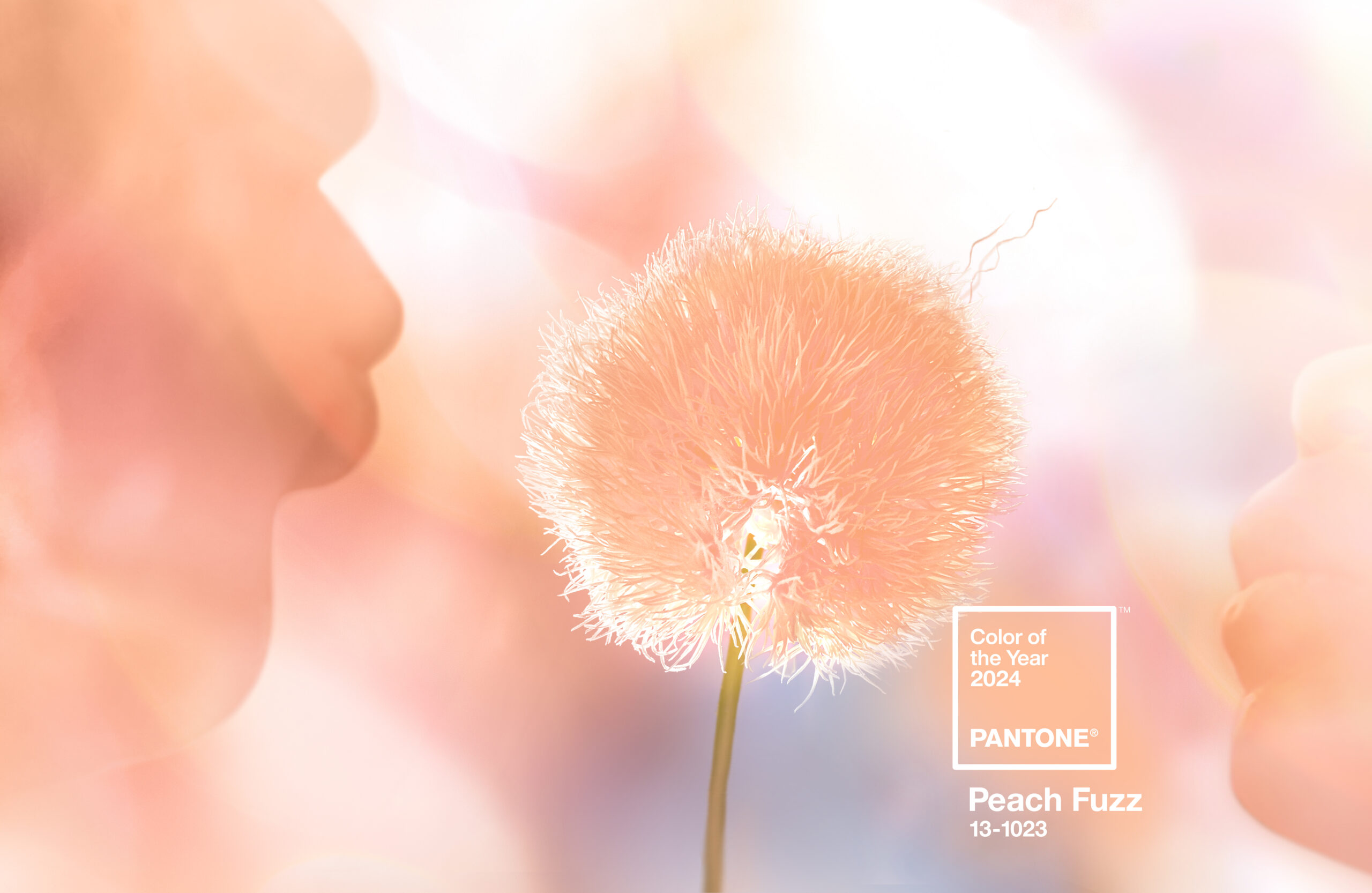 Pantone Color Of The Year 2024: Peach Fuzz